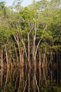 Igapo Forest - Mariua Archipelago - Barcelos city - Amazonas state (AM) - Brazil