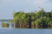 Igapo Forest - Mariua Archipelago - Barcelos city - Amazonas state (AM) - Brazil