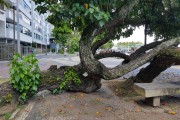 Tree over benches on the Copacabana Beach Boardwalk - Rio de Janeiro city - Rio de Janeiro state (RJ) - Brazil