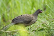 Chaco Chachalaca (Ortalis canicollis) - Refugio Caiman - Miranda city - Mato Grosso do Sul state (MS) - Brazil