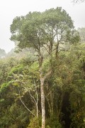 tree in the landscape - Bom Retiro city - Santa Catarina state (SC) - Brazil