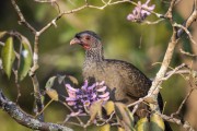 Chaco Chachalaca (Ortalis canicollis) - Refugio Caiman - Miranda city - Mato Grosso do Sul state (MS) - Brazil