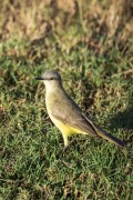 Tropical Kingbird (Tyrannus melancholicus) - Refugio Caiman - Miranda city - Mato Grosso do Sul state (MS) - Brazil