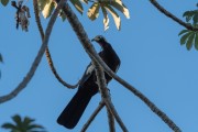 Blue-throated Piping-Guan (Aburria cumanensis) - Pantanal Matogrossense - Pocone city - Mato Grosso state (MT) - Brazil