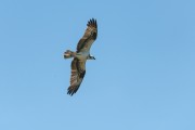 Osprey (Pandion haliaetus) flying - Pantanal Matogrossense - Pocone city - Mato Grosso state (MT) - Brazil