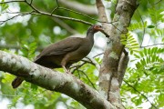 Chaco Chachalaca (Ortalis canicollis) - Pantanal Matogrossense - Pocone city - Mato Grosso state (MT) - Brazil