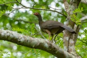 Chaco Chachalaca (Ortalis canicollis) - Pantanal Matogrossense - Pocone city - Mato Grosso state (MT) - Brazil
