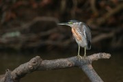 Striated Heron (Butorides striata) - Pantanal Matogrossense - Pocone city - Mato Grosso state (MT) - Brazil