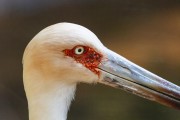 Maguari Stork (Ciconia maguari) - Aves Park (Birds Park)  - Foz do Iguacu city - Parana state (PR) - Brazil