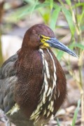 Rufescent Tiger-Heron (Tigrisoma lineatum) - Aves Park (Birds Park)  - Foz do Iguacu city - Parana state (PR) - Brazil