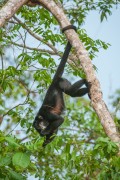 Black Howler Monkey (Alouatta caraya) - Pantanal North - Pocone city - Mato Grosso state (MT) - Brazil