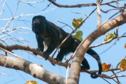 Black Howler Monkey (Alouatta caraya) - Pantanal North - Pocone city - Mato Grosso state (MT) - Brazil