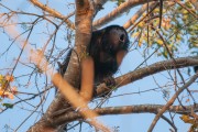 Black Howler Monkey (Alouatta caraya) - Pantanal North - Pocone city - Mato Grosso state (MT) - Brazil