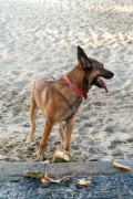 German Shepherd Dog - Copacabana Beach - Rio de Janeiro city - Rio de Janeiro state (RJ) - Brazil