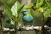 Detail of Green-headed Tanager (Tangara seledon) - Serrinha do Alambari Environmental Protection Area - Resende city - Rio de Janeiro state (RJ) - Brazil