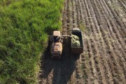 Picture taken with drone of automotrix making sugarcane silage for cattle - Mirassol city - Sao Paulo state (SP) - Brazil