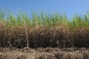 Sugarcane silos plantation - Mirassol city - Sao Paulo state (SP) - Brazil