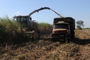 Automotrix making sugarcane silage for cattle - Mirassol city - Sao Paulo state (SP) - Brazil