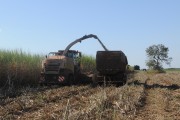 Automotrix making sugarcane silage for cattle - Mirassol city - Sao Paulo state (SP) - Brazil