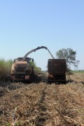 Automotrix making sugarcane silage for cattle - Mirassol city - Sao Paulo state (SP) - Brazil