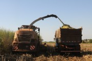 Automotrix making sugarcane silage for cattle - Mirassol city - Sao Paulo state (SP) - Brazil