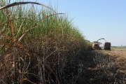 Automotrix making sugarcane silage for cattle - Mirassol city - Sao Paulo state (SP) - Brazil