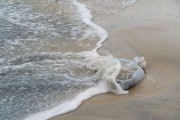 Sandbag used as a stair step displaced by the sea undertow - Rio de Janeiro city - Rio de Janeiro state (RJ) - Brazil