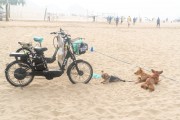 Electric motorcycle and dogs on Copacabana Beach - Rio de Janeiro city - Rio de Janeiro state (RJ) - Brazil