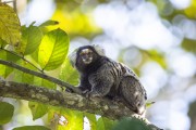 Detail of common marmoset (Callithrix jacchus) - Guapiacu Ecological Reserve - Cachoeiras de Macacu city - Rio de Janeiro state (RJ) - Brazil