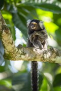 Detail of common marmoset (Callithrix jacchus) - Guapiacu Ecological Reserve - Cachoeiras de Macacu city - Rio de Janeiro state (RJ) - Brazil