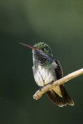 Glittering-throated Emerald (Chionomesa fimbriata) - Guapiacu Ecological Reserve - Cachoeiras de Macacu city - Rio de Janeiro state (RJ) - Brazil