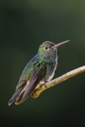 Glittering-throated Emerald (Chionomesa fimbriata) - Guapiacu Ecological Reserve - Cachoeiras de Macacu city - Rio de Janeiro state (RJ) - Brazil