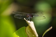 Dragonfly on leaf - Guapiacu Ecological Reserve  - Cachoeiras de Macacu city - Rio de Janeiro state (RJ) - Brazil