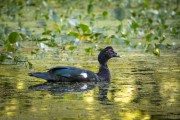 Muscovy Duck (Cairina moschata) - Guapiacu Ecological Reserve - Cachoeiras de Macacu city - Rio de Janeiro state (RJ) - Brazil