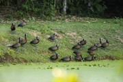 Group of White-faced Whistling-Duck (Dendrocygna viduata) - Guapiacu Ecological Reserve - Cachoeiras de Macacu city - Rio de Janeiro state (RJ) - Brazil