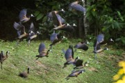 Group of White-faced Whistling-Duck (Dendrocygna viduata) flying - Guapiacu Ecological Reserve - Cachoeiras de Macacu city - Rio de Janeiro state (RJ) - Brazil