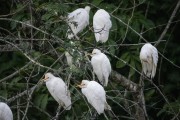 Group of Western cattle egret (Bubulcus ibis) - Guapiacu Ecological Reserve - Cachoeiras de Macacu city - Rio de Janeiro state (RJ) - Brazil