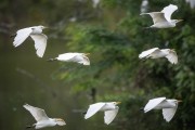 Group of Western cattle egret (Bubulcus ibis) flying - Guapiacu Ecological Reserve - Cachoeiras de Macacu city - Rio de Janeiro state (RJ) - Brazil