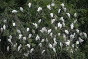 Group of Western cattle egret (Bubulcus ibis) - Guapiacu Ecological Reserve - Cachoeiras de Macacu city - Rio de Janeiro state (RJ) - Brazil