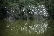 View of lake - Guapiacu Ecological Reserve with western cattle egret (Bubulcus ibis) bunch  - Cachoeiras de Macacu city - Rio de Janeiro state (RJ) - Brazil