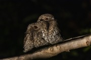 Couple of Band-tailed Nighthawk (Nyctiprogne leucopyga) - Anavilhanas National Park - Manaus city - Amazonas state (AM) - Brazil