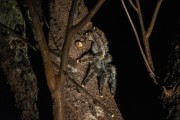 South American Pink-Toe Spider (Avicularia sp) - Anavilhanas National Park - Manaus city - Amazonas state (AM) - Brazil