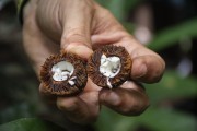 Detail of the small open coconut - Anavilhanas National Park - Manaus city - Amazonas state (AM) - Brazil