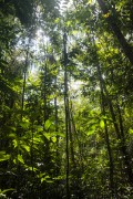 Interior of the Amazon Rainforest - Anavilhanas National Park - Manaus city - Amazonas state (AM) - Brazil