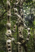 Detail of Monkey Ladder Vine (Bauhinia angulosa) - Anavilhanas National Park - Manaus city - Amazonas state (AM) - Brazil