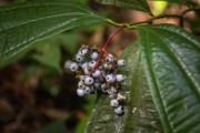 Detail of small wild fruit - Anavilhanas National Park - Manaus city - Amazonas state (AM) - Brazil