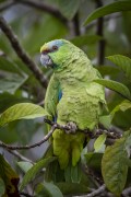 Festive Parrot (Amazona festiva) in the Rio Negro Sustainable Development Reserve - Anavilhanas National Park - Novo Airao city - Amazonas state (AM) - Brazil