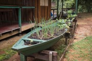 Small vegetable garden with medicinal plants in Tiririca Community - Anavilhanas National Park - Novo Airao city - Amazonas state (AM) - Brazil