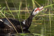 Muscovy Duck (Cairina moschata) in the Rio Negro Sustainable Development Reserve - Anavilhanas National Park - Novo Airao city - Amazonas state (AM) - Brazil