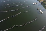 Picture taken with drone of fish farming tanks - Zacarias city - Sao Paulo state (SP) - Brazil